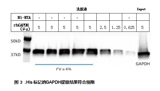 His 標記的GAPDH提取結(jié)果符合預(yù)期